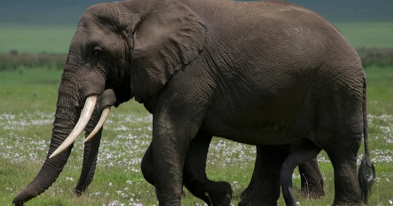 Le cratère du Ngorongoro : la valeur sûre