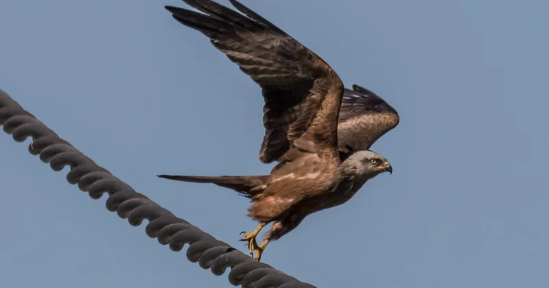Quelle période choisir pour observer les oiseaux